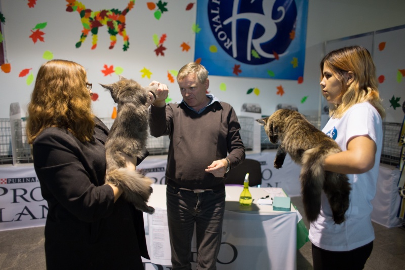 &quot;Зважений і пухнастий&quot;: кот Кекс выиграл битву гигантов на выставке в Киеве